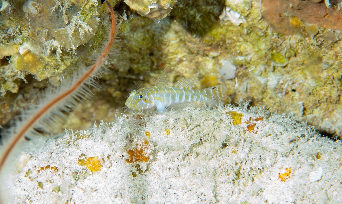 Cientistas descobrem 4 novas espécies de peixes